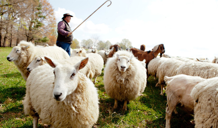 Resultado de imagem para pastor de ovelhas